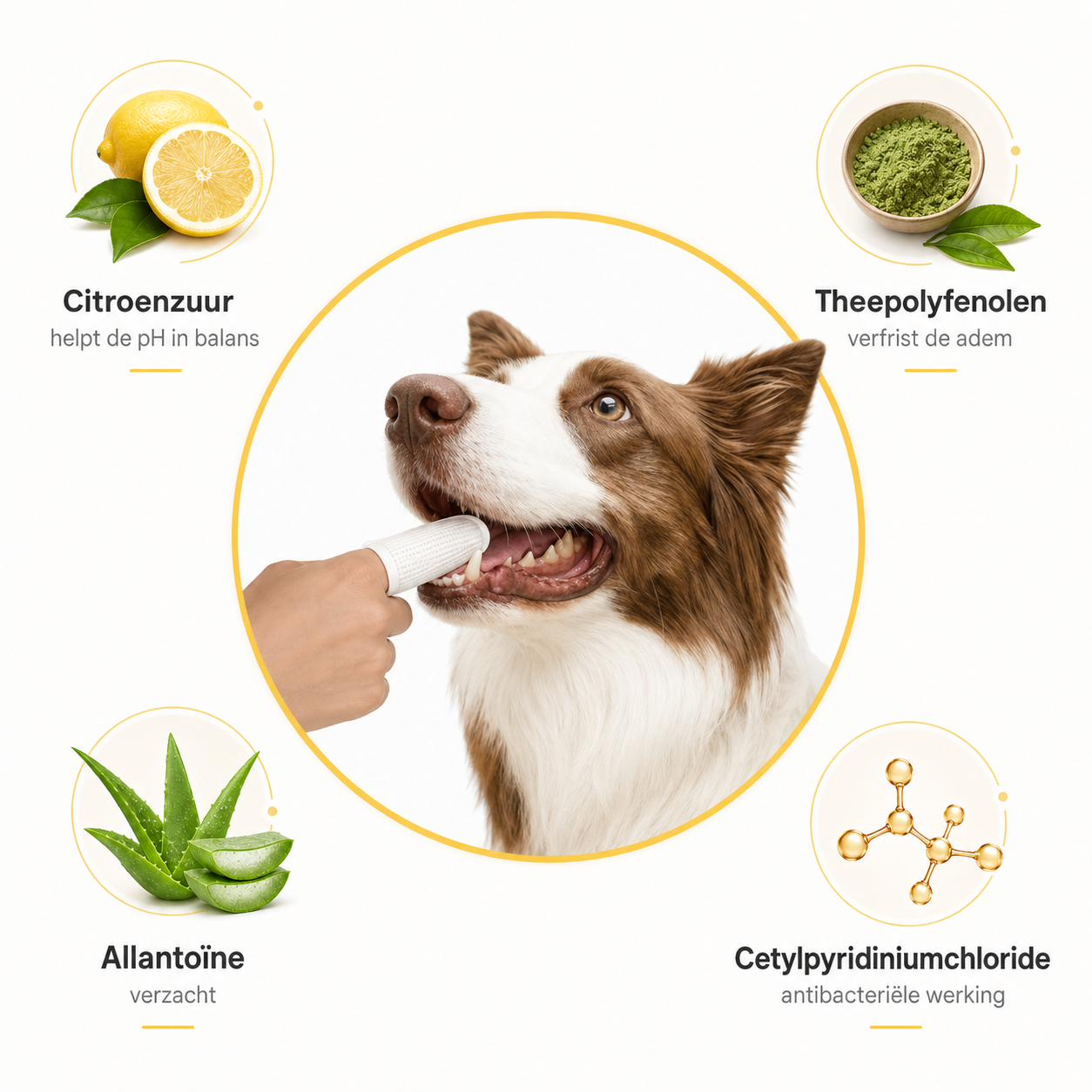 CareWipe – Schone tanden zonder dat je hond wegrent SNUFLY